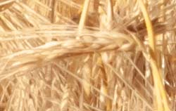 Getreidefeuchtemesser in der Anwendung bei Getreideären.