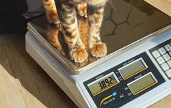 Katze wird mittels einer Tierwaage zur Gewichtskontrolle gewogen.